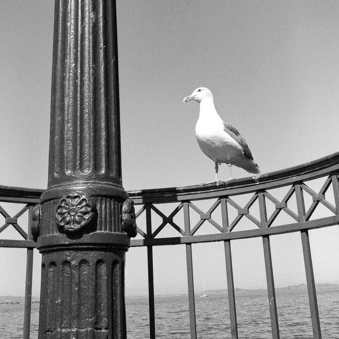 Steve the Seagul